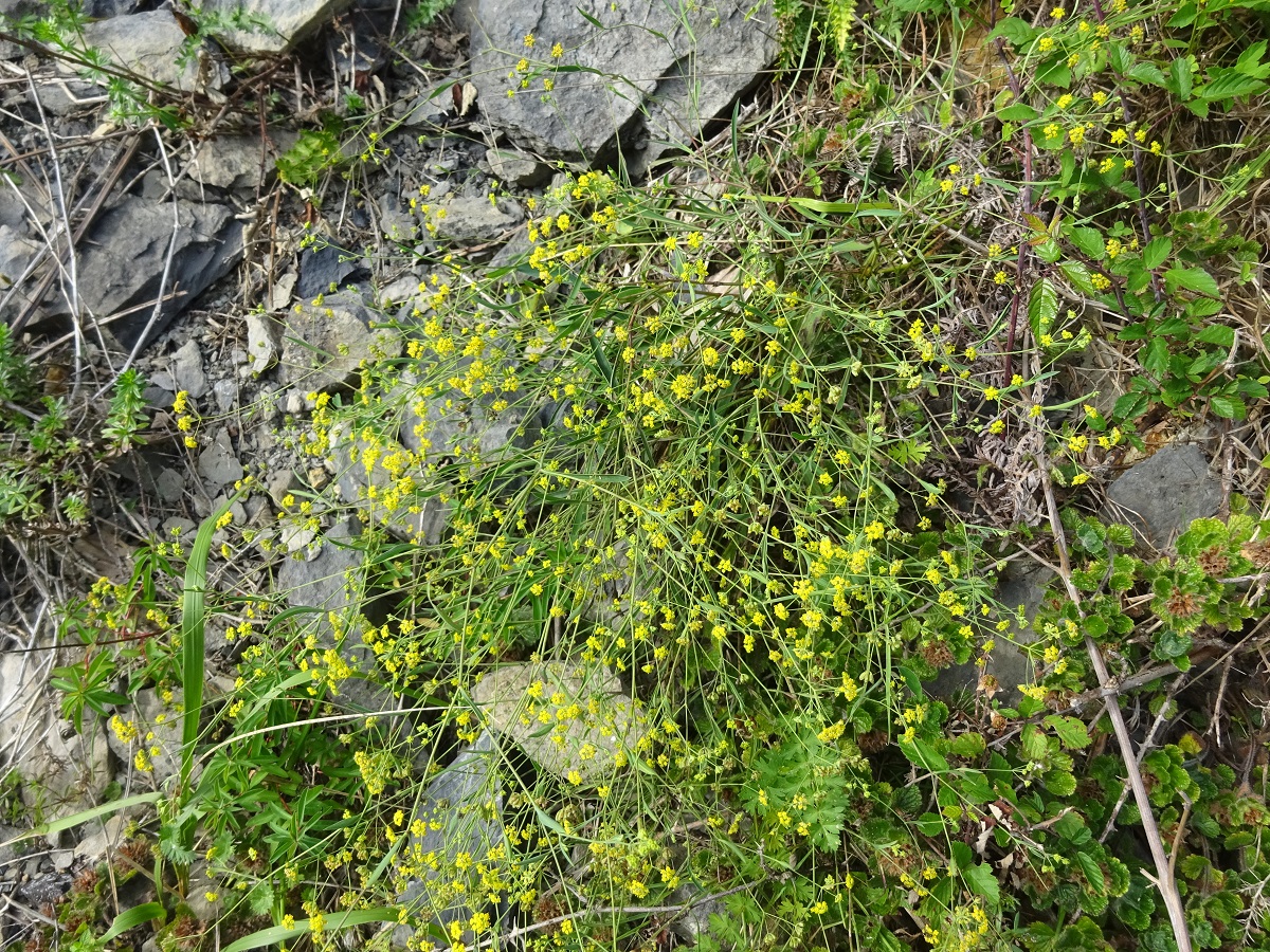 Bupleurum falcatum (Apiaceae)